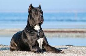Cane Corso élevage