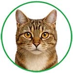 Bouton catégorie chat