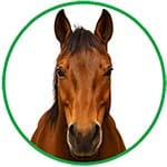 Bouton catégorie chevaux