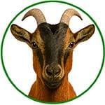 Bouton catégorie caprins