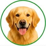 Bouton catégorie chiens