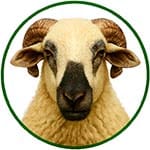 Bouton catégorie ovins