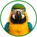Bouton catégorie oiseaux