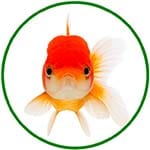 Bouton catégorie poissons
