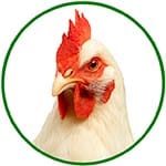 Bouton catégorie volailles
