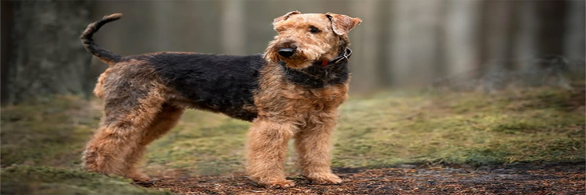 ايرديل تيرير