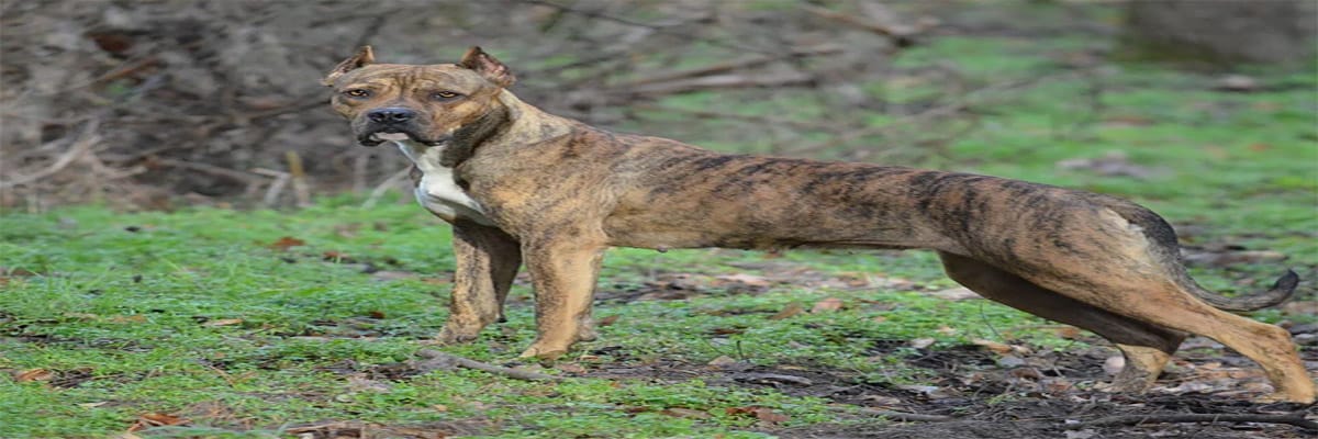 كلب ألانُو الإسباني