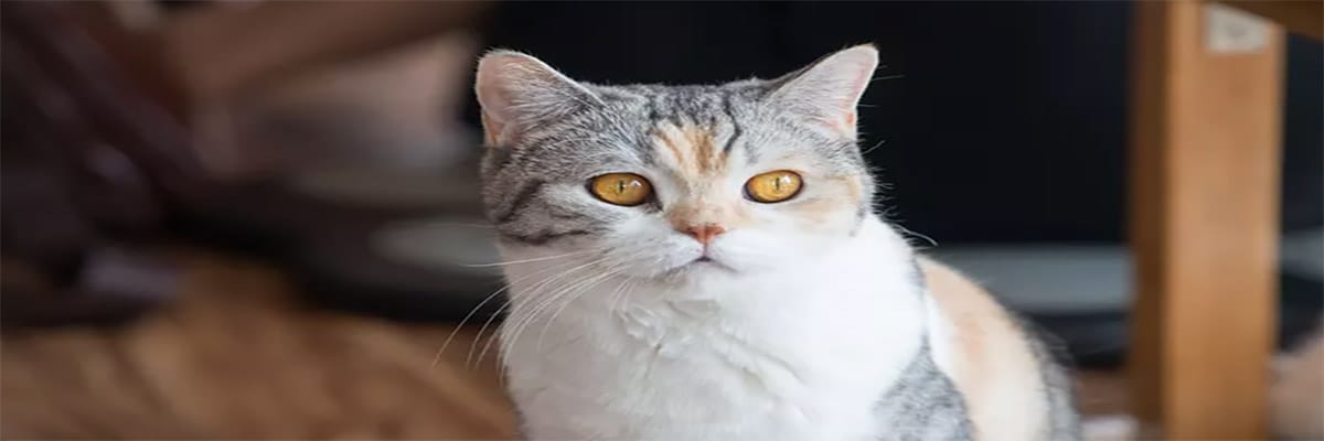 American Wirehair
