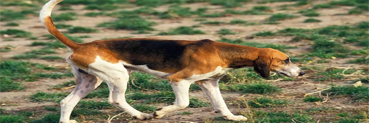 كلب أنغلو-فرنسي للصيد والترصد