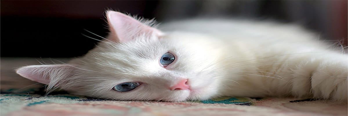 Angora Turc