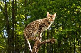 Bengal