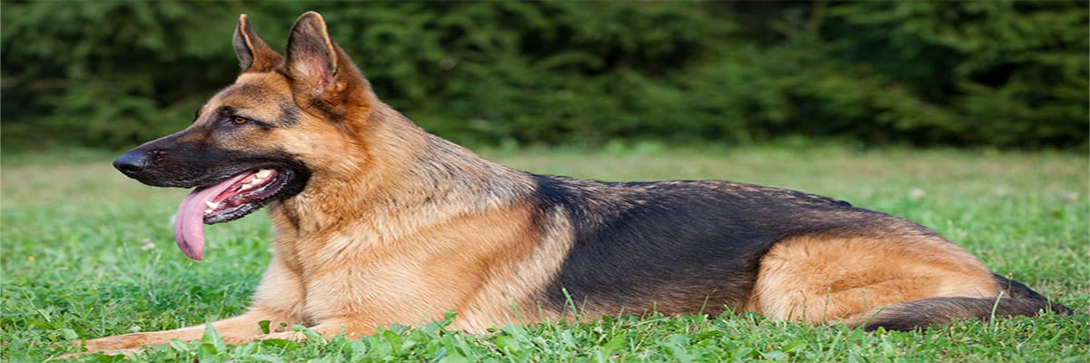 كلب الراعي الألماني