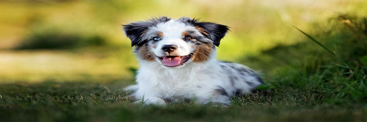 كلب الراعي الأسترالي