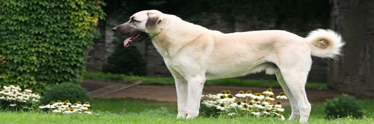 كلب الكانغال