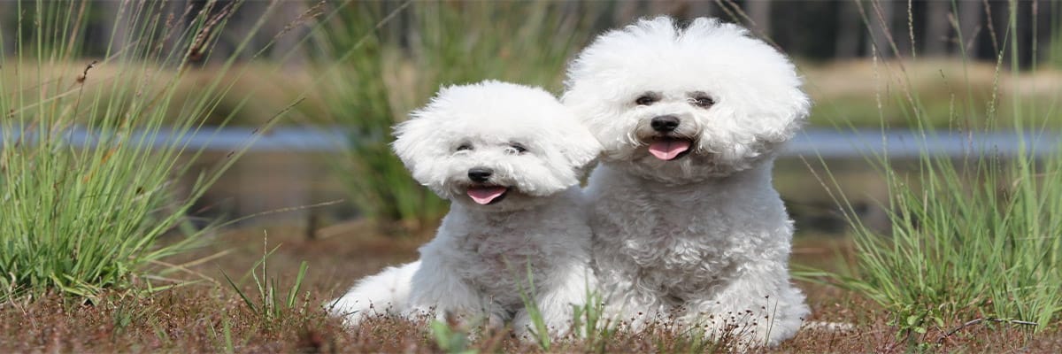 Bichon à poil frisé