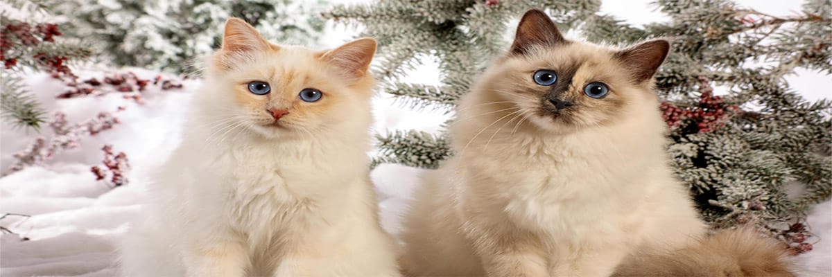 Birman