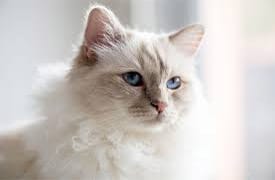 Birman