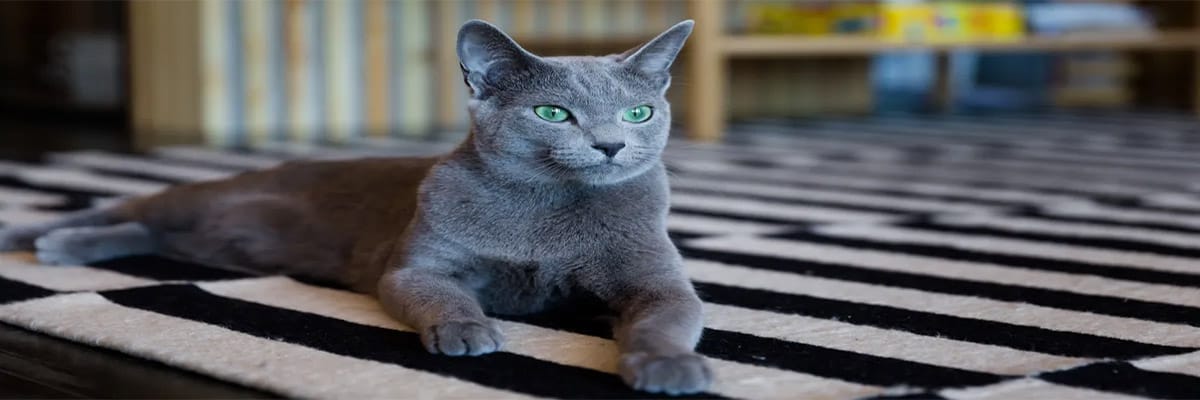 Bleu Russe