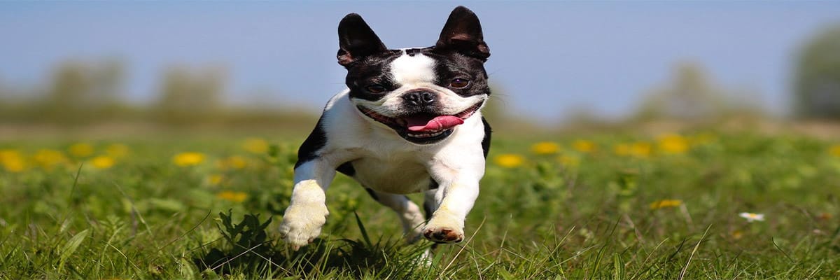 Boston Terrier