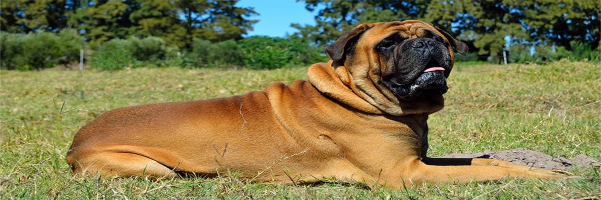 Bullmastiff