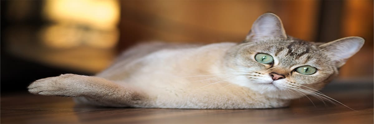 Burmilla