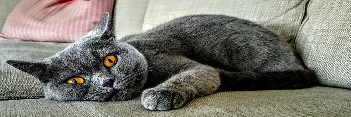 Chartreux