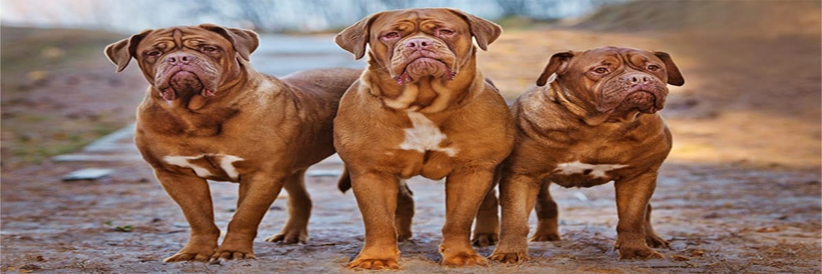 Dogue de Bordeaux