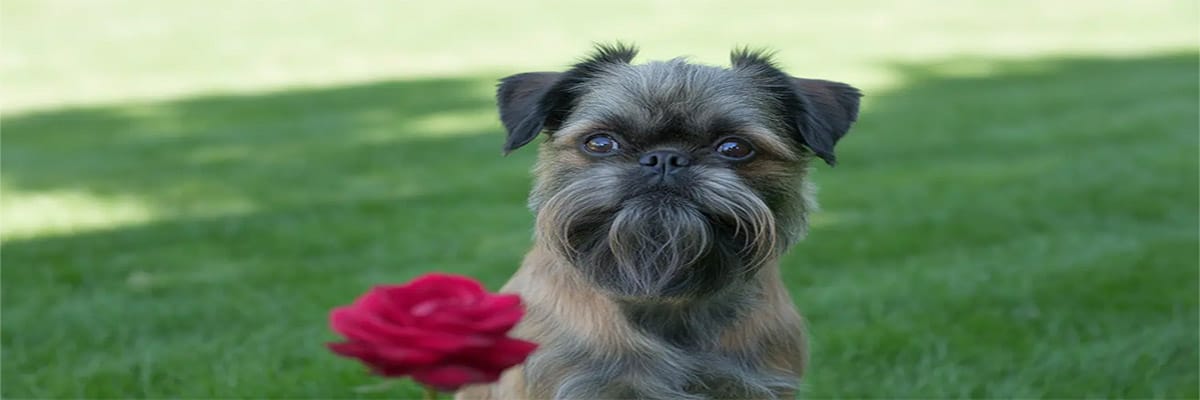 كلب غريفون بروكسلوا