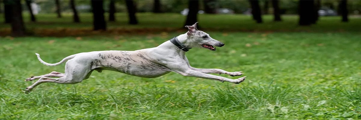 Lévrier Whippet