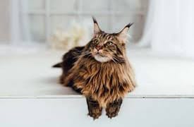 Maine Coon