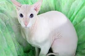 Peterbald