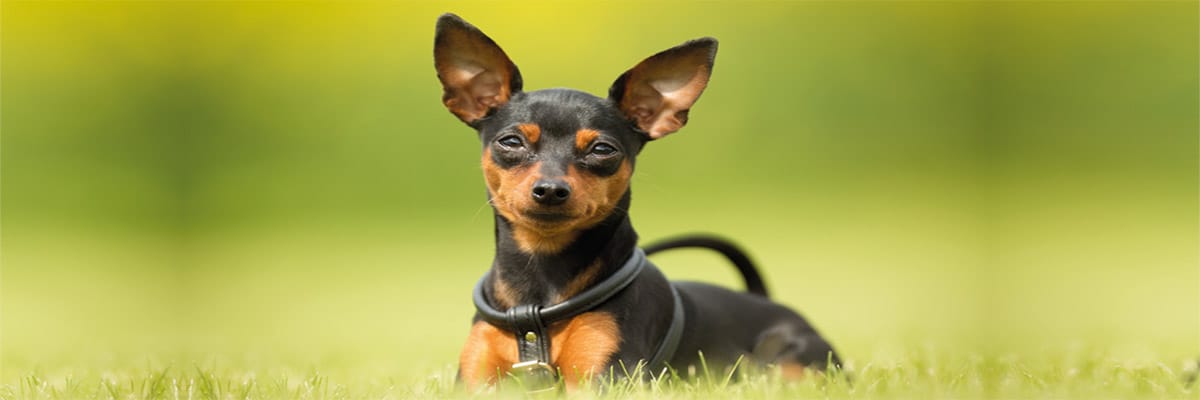Pinscher Nain