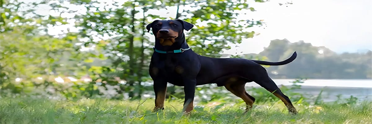 Pinscher allemand