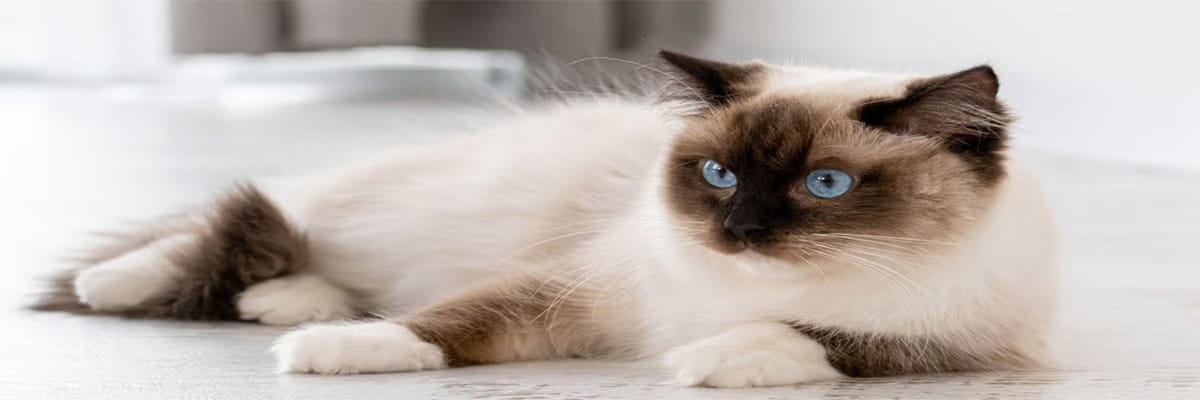 Ragdoll