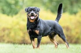 Rottweiler élevage