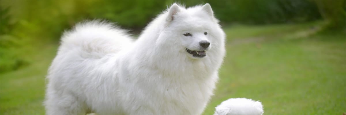 Samoyède