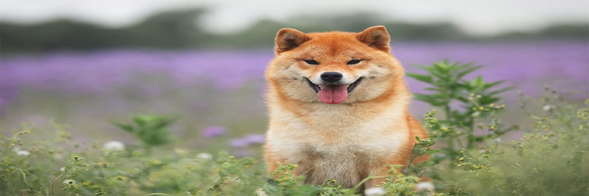 Shiba Inu