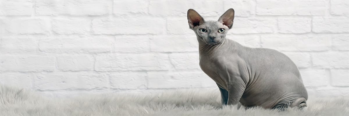 Sphynx