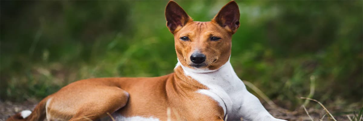 Basenji