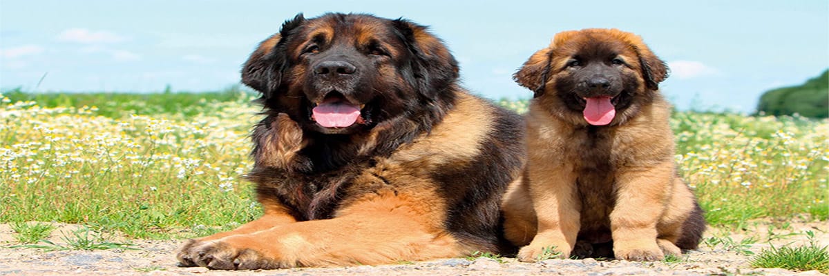 Leonberger