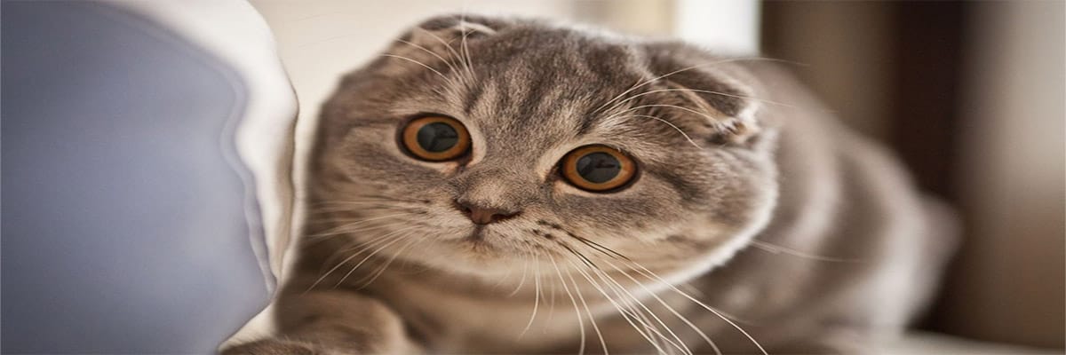 Scottish Fold