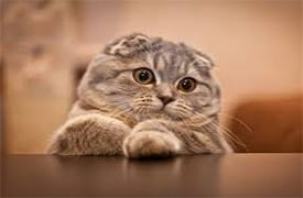 Scottish Fold