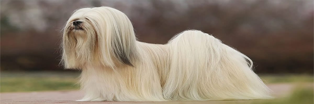 Lhasa Apso