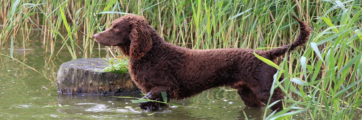 كلب السبانيول الأمريكي