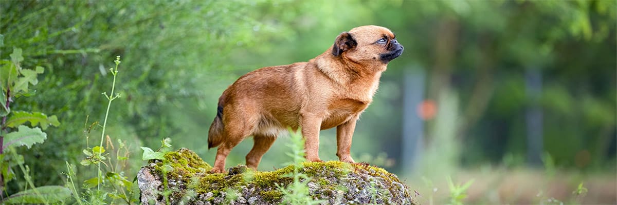 كلب البرابانسون الصغير