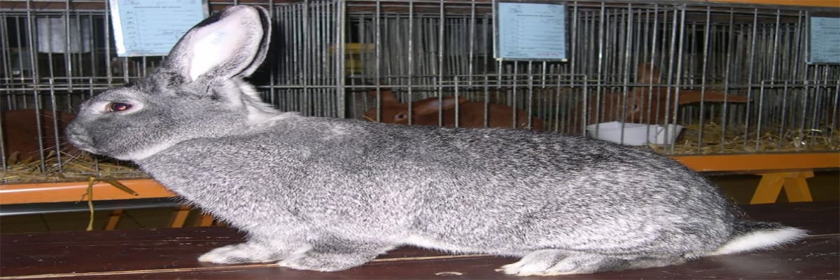 Chinchilla Géant
