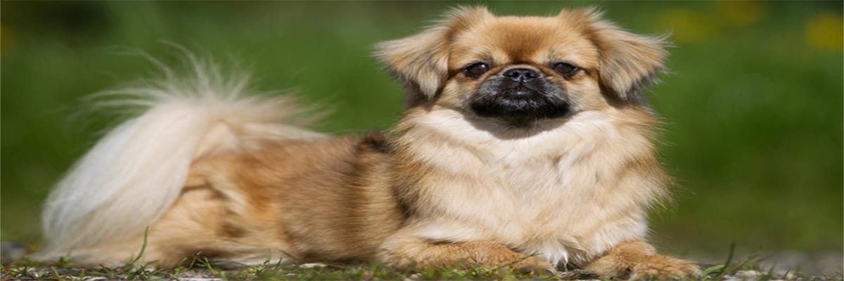 كلب إباجنول التبيت