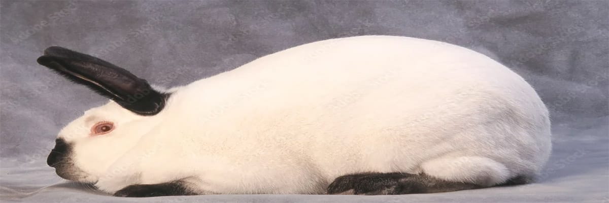 الأرنب الكاليفورني