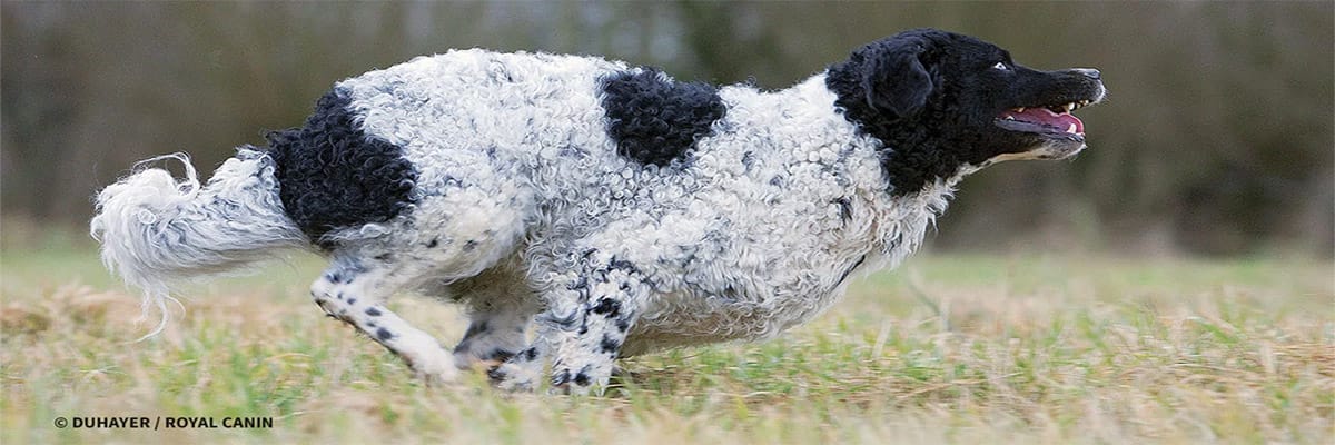 كلب الماء الفريزي