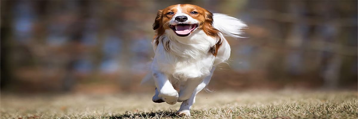 Nederlandse Kooikerhondje